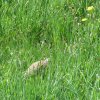 Wsiedlenie Kuropatw w łowisko 10.05.2016 obw 266 i 277